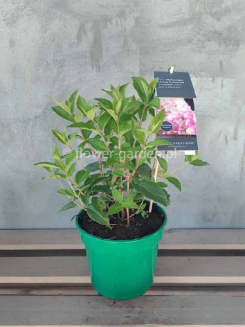 Hydrangea Living Colourful Cocktail PBR NOVELTY
