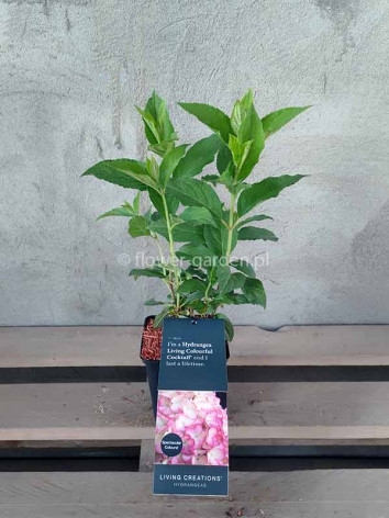 Hydrangea Living Colourful Cocktail PBR NOVELTY