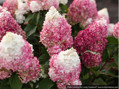 Hydrangea Living Colourful Cocktail PBR NOVELTY