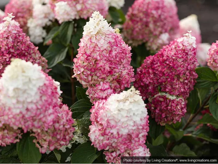 Hydrangea Living Colourful Cocktail PBR