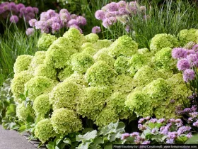 Hydrangea Living Little Apple PBR