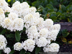 Hydrangea Living Little Blossom PBR NOVELTY