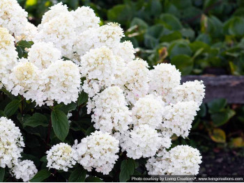 Hydrangea Living Little Blossom PBR NOVELTY