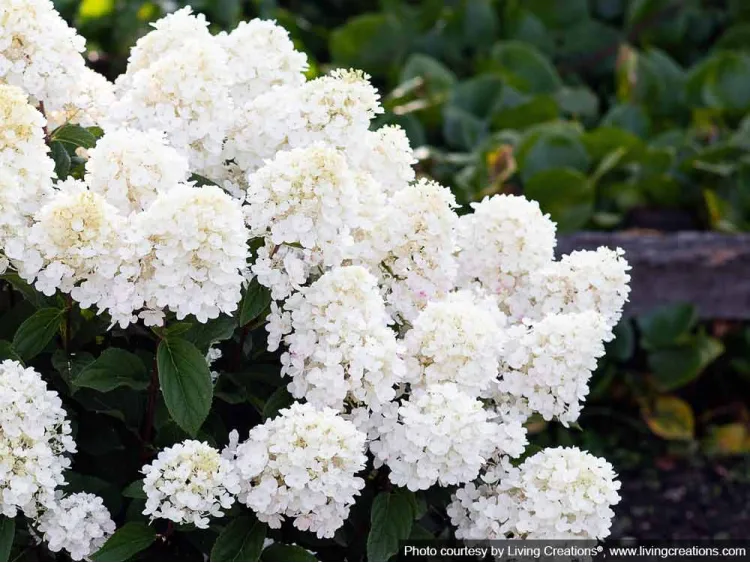 Hortensja bukietowa Living Little Blossom PBR