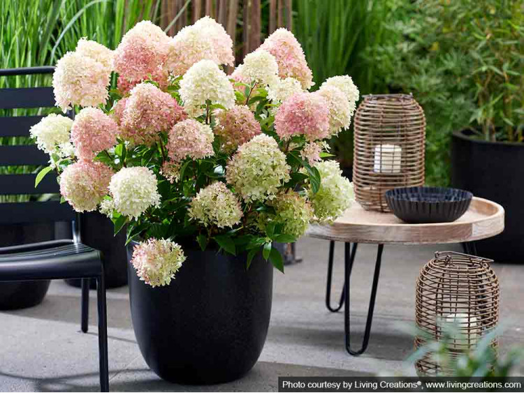 Hortensja bukietowa Living Little Love PBR NOWOŚĆ