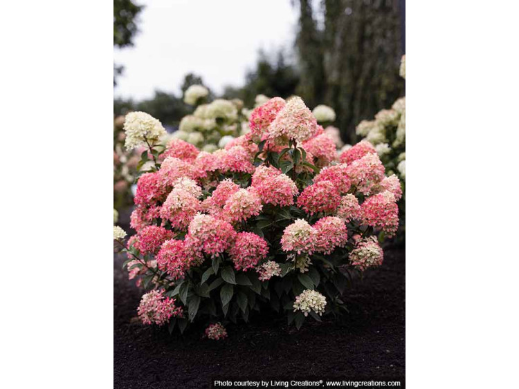 Hortensja bukietowa Living Little Love PBR NOWOŚĆ