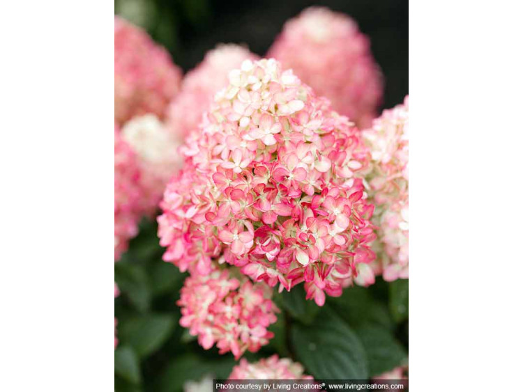 Hortensja bukietowa Living Little Love PBR NOWOŚĆ