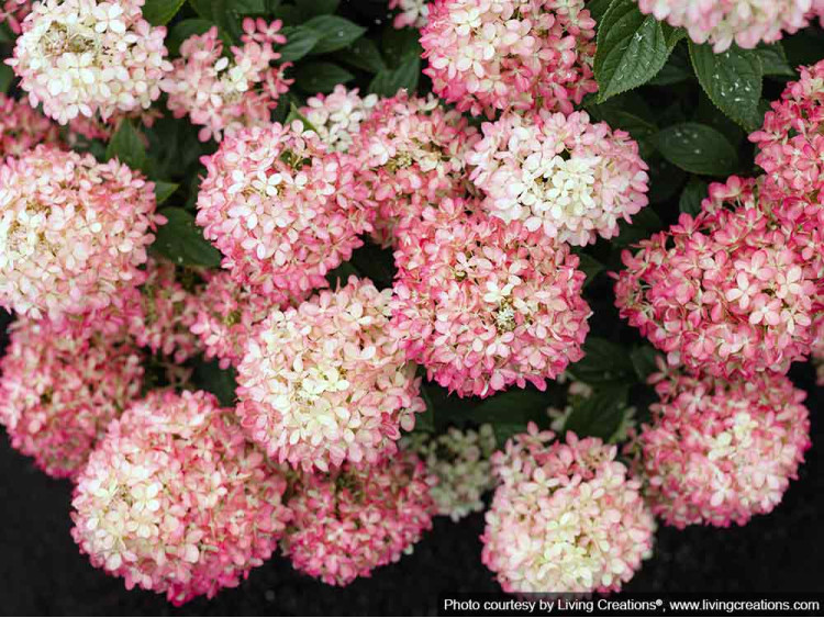 Hortensja bukietowa Living Little Love PBR NOWOŚĆ