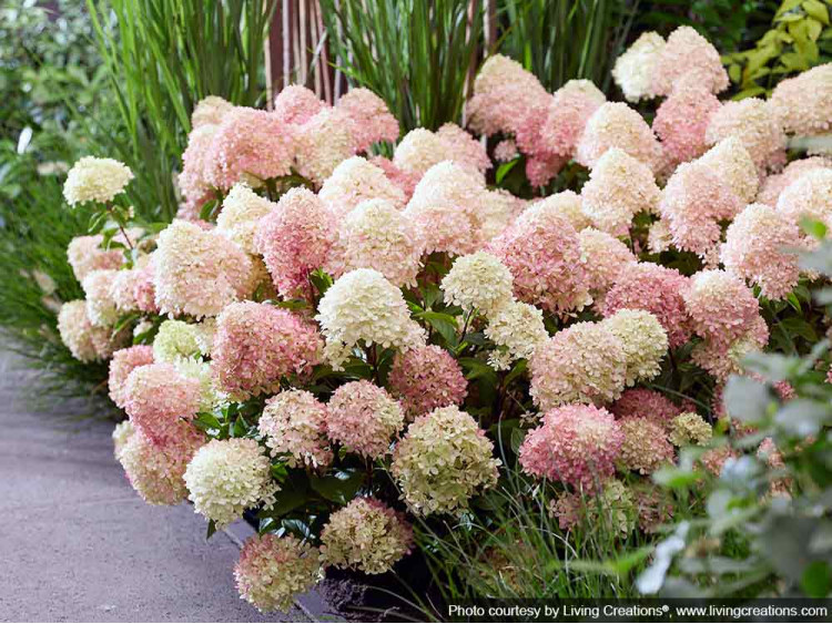 Hortensja bukietowa Living Little Love PBR NOWOŚĆ