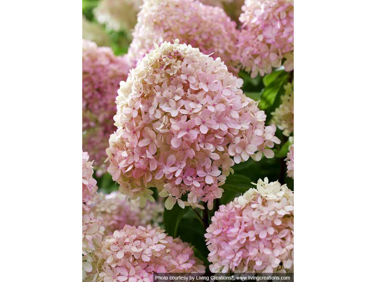 Hortensja bukietowa Living Little Love PBR NOWOŚĆ