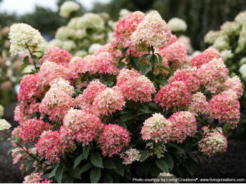 Hydrangea Living Little Love PBR NOVELTY