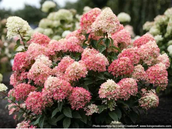 Hydrangea Living Little Love PBR