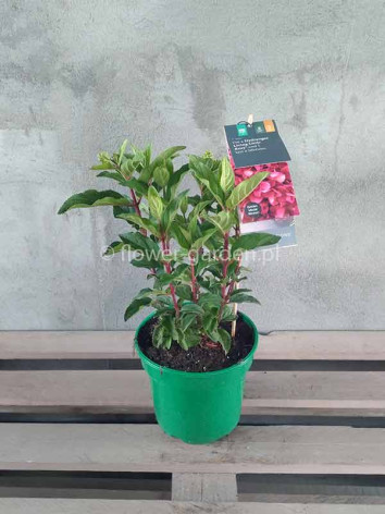 Hydrangea Living Little Rosy PBR NOVELTY
