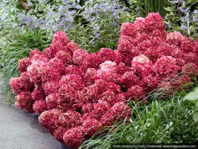 Hortensja bukietowa Living Little Rosy PBR