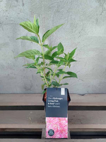 Hortensja bukietowa Living Pink & Rose ®