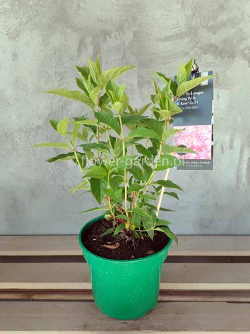 Hortensja bukietowa Living Pink & Rose ®