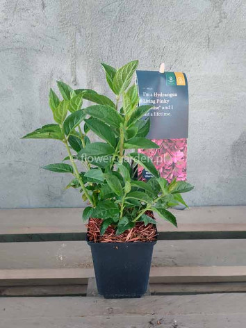 Hydrangea Living Pinky Promise PBR NOVELTY