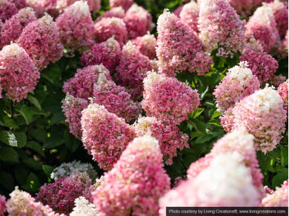 Hydrangea Living Pinky Promise PBR NOVELTY