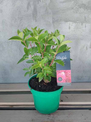 Hydrangea Living Red Velvet PBR NOVELTY