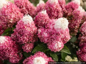 Hortensja bukietowa Living Red Velvet PBR