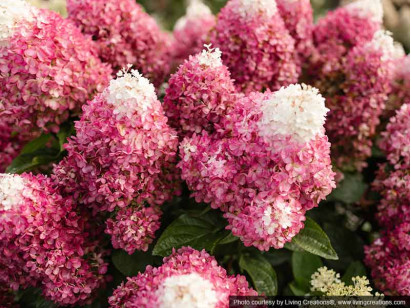Hydrangea Living Red Velvet PBR NOVELTY
