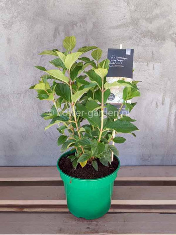 Hydrangea Living Sugar Rush PBR NOVELTY