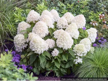 Hydrangea Living Sugar Rush PBR