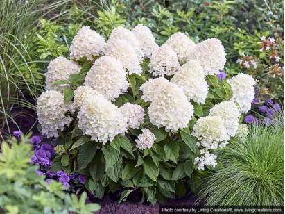 Hydrangea Living Sugar Rush PBR NOVELTY