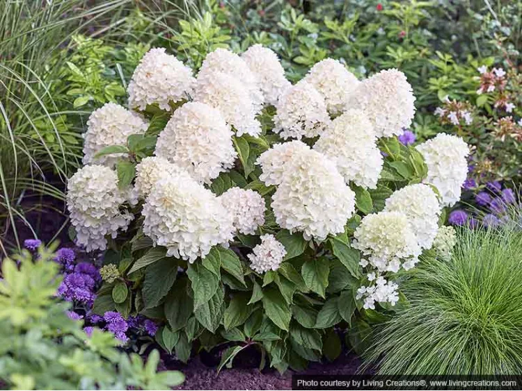Hydrangea Living Sugar Rush PBR