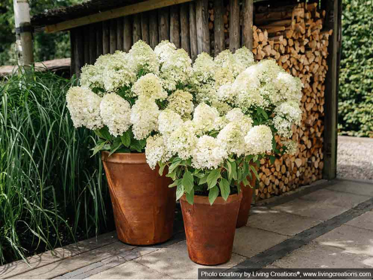 Hydrangea Living Summer Snow PBR NOVELTY