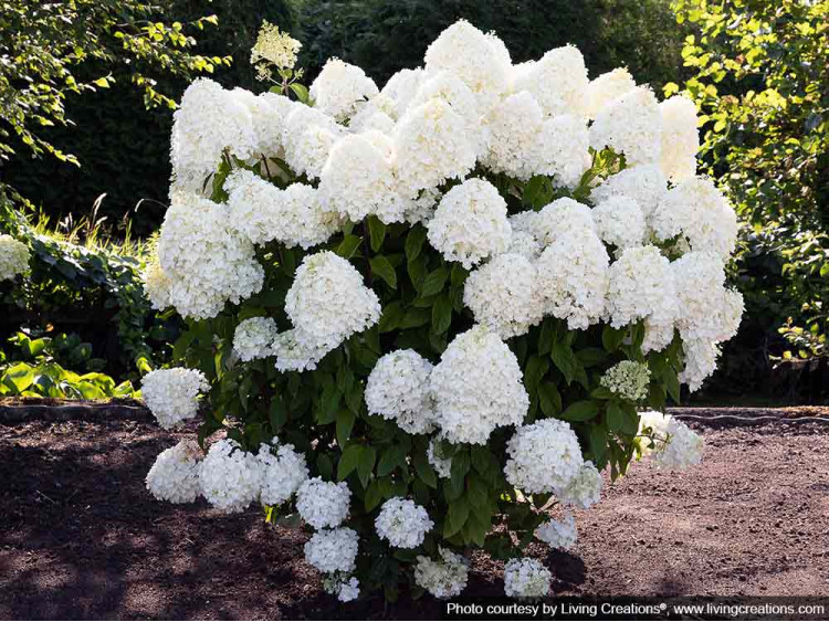 Hydrangea Living Summer Snow PBR NOVELTY