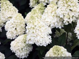 Hydrangea Living Summer Snow PBR NOVELTY