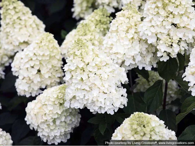 Hydrangea Living Summer Snow PBR