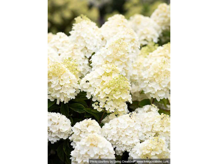 Hydrangea Living Summer Snow PBR NOVELTY