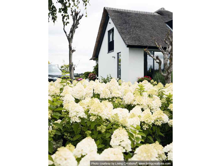 Hydrangea Living Summer Snow PBR NOVELTY
