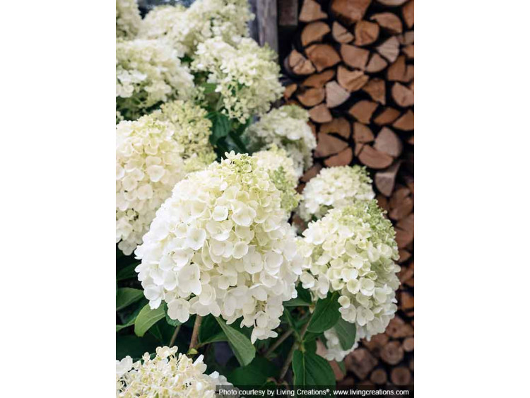 Hydrangea Living Summer Snow PBR NOVELTY