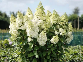 Hortensja bukietowa MAGICAL KILIMANJARO Kolmakilima PBR