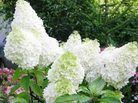 Hortensja bukietowa MAGICAL MOONLIGHT Kolmagimo PBR