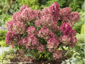 Hortensja bukietowa Petite® Star PBR