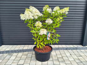 Hortensja bukietowa Phantom