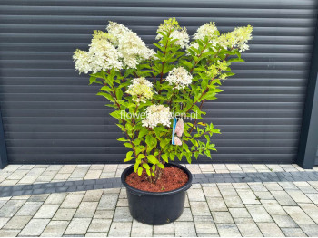Hortensja bukietowa Phantom