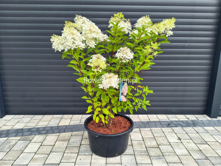 Hortensja bukietowa Phantom