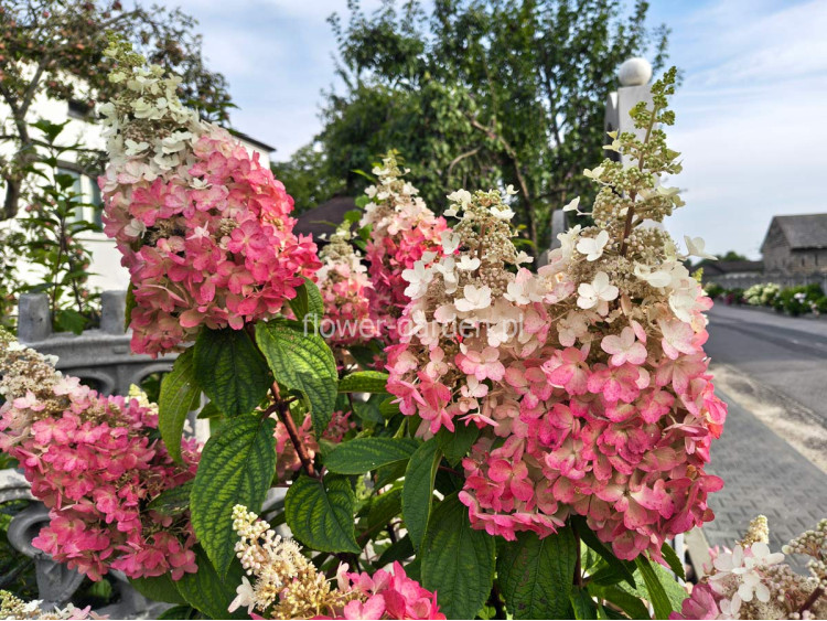 Hortensja bukietowa Pinky Winky ®