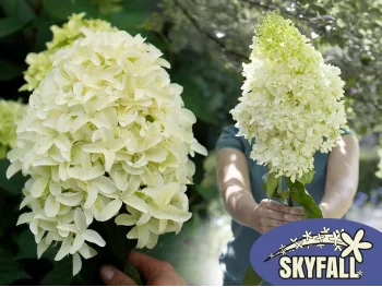 Hortensja bukietowa SKYFALL Frenne PBR