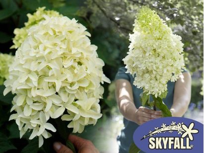 Hortensja bukietowa SKYFALL Frenne PBR