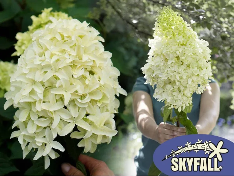 Hortensja bukietowa SKYFALL Frenne PBR