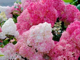 Hortensja bukietowa SUNDAE FRAISE Rensun PBR
