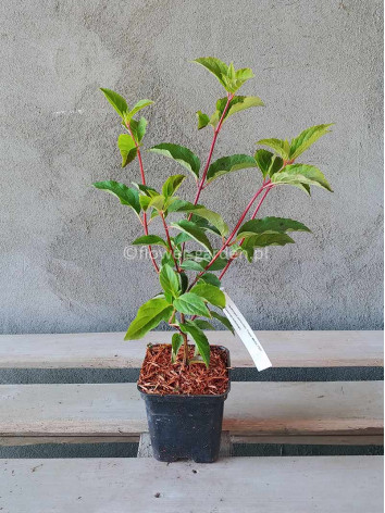 Hortensja bukietowa SUNDAE FRAISE® Rensun