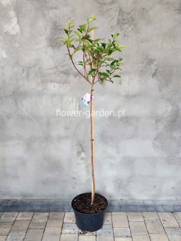 Hortensja bukietowa VANILLE-FRAISE® Renhy na pniu 130cm