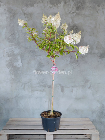 Hortensja bukietowa VANILLE-FRAISE® Renhy na pniu 130cm
